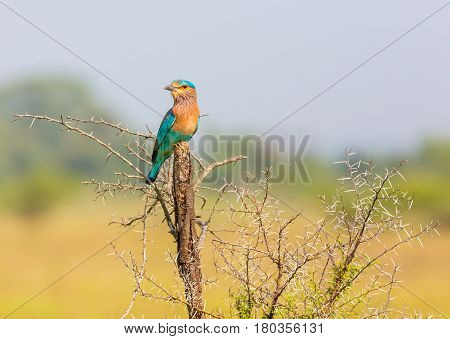 The Indian roller perched on a stump in a nature reserve.