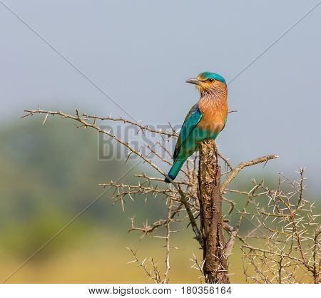 The Indian roller perched on a stump in a nature reserve.