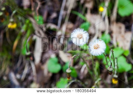 Seeds of Coltsfoot. First early spring mother and stepmother flower on empty ground. Dandelion Tussilago farfara medical plant.
