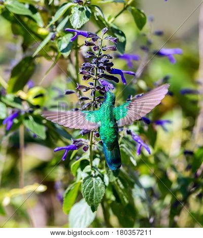 The incredibly beautiful Green Violet Eared Hummingbird in the central mountains of Mexico. This is a rare picture of a medium sized hummingbird that is very elusive and shy and is one special bird.