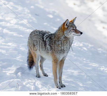 The coyote is a canid native to North America. It is smaller than its close relative, the gray wolf, and slightly smaller than its other close relatives, the eastern and the red wolf.