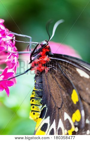 The Cairns birdwing, is a species of birdwing butterfly endemic to north-eastern Australia, and is Australia's largest endemic butterfly species. Other common names in are Cooktown and north birdwing.