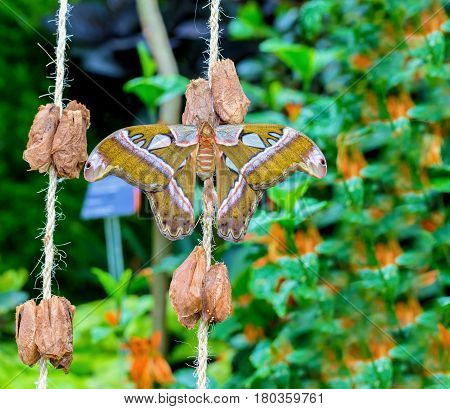Cobra or Atlas moth is a large saturniid moth found in the tropical and subtropical forests of Southeast Asia, and is common across the Malay archipelago.
Atlas moths were often considered the largest