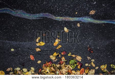 Brilliant iridescent rivulet from oil or gasoline on a asphalt road with withered foliage, ecological issues