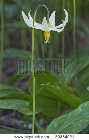 Single White Fawn Lily flower. Species name is erythronium oregonum