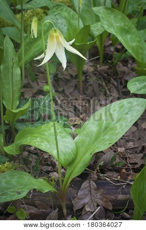 White Fawn Lily plant in earth.  Species name is erythronium oregonum