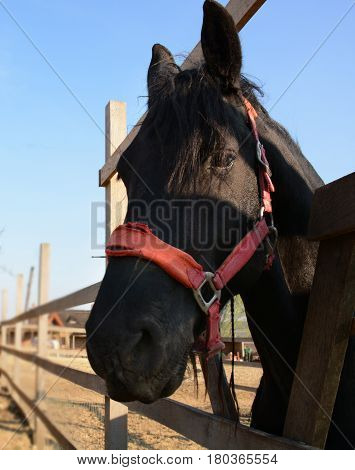 Beautiful black horse head on a farm closeup