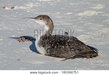 A Common Loon resting on a sandbar in florida in nonbreeding plumage during winter