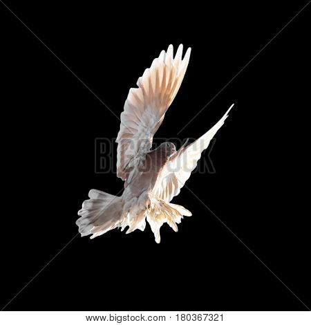 pigeon on a black background . A photo