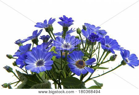 blue cineraria  flowers isolated on white background