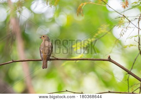 Bird (blue-and-white Flycatcher) On A Tree
