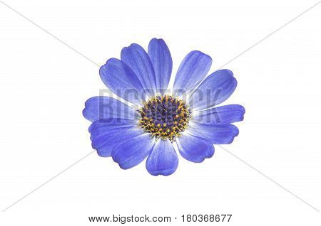 blue cineraria  flower isolated on white background