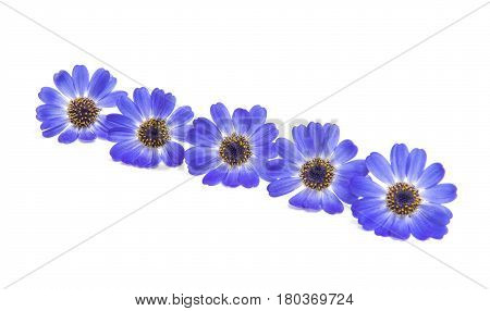 blue cineraria  flowers isolated on white background