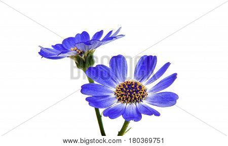blue cineraria  flowers isolated on white background
