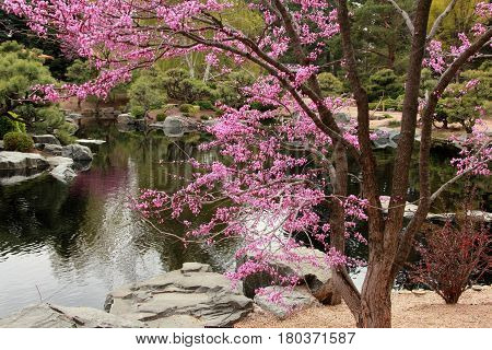 Cherry Blossom in Denver, Colorado. Springtime and Romantic.