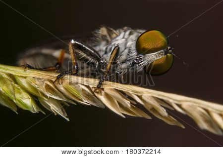 Robber Fly / Macro shoot of robber fly