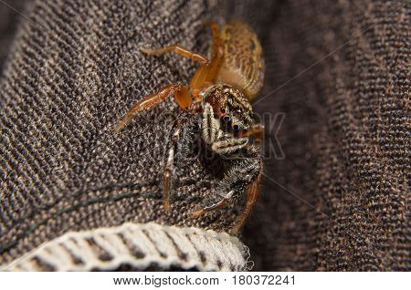 Jumping Spider. Macro shot jumping spider .Home jumping spider