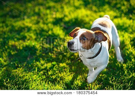 Jack Russell Terrier playing outside smiles. Dog-hunting