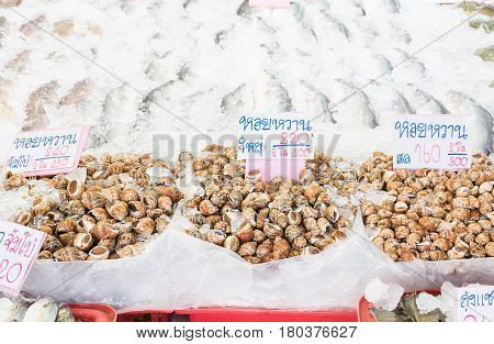 Spotted Babylon Shell Sold In The Market