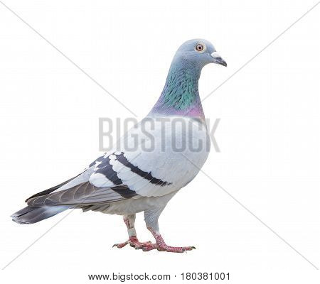 close up fulll body of speed racing pigeon bird isolate white background