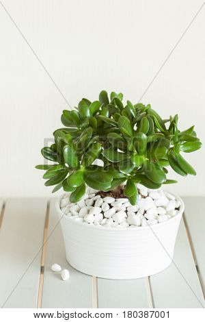 houseplant Crassula ovata jade plant money tree in white pot