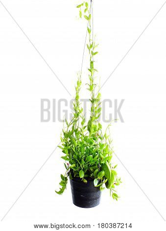 green ivy house plant haning on white background