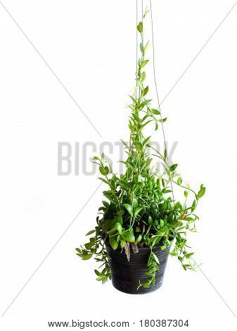 Green Ivy House Plant Haning On White Background