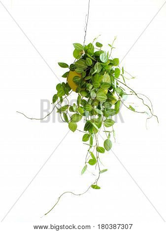 Green Ivy House Plant Haning On White Background