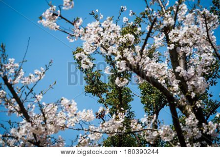 Sweet cherry blossom blooming in sunshine day