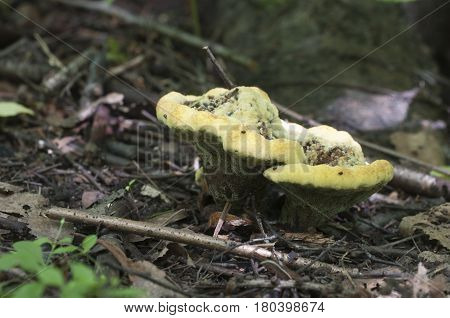Ganoderma applanatum mushroom close up shot outdoors
