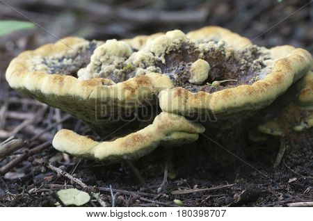 Ganoderma applanatum mushroom close up shot outdoors