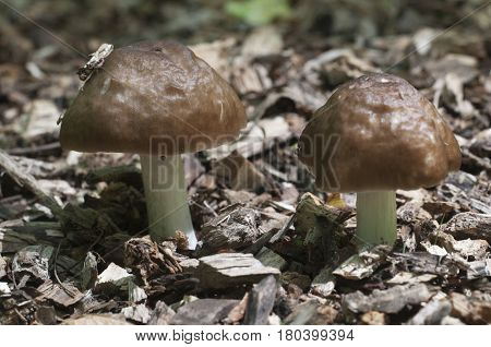 Deer Mushroom (Pluteus cervinus) in a forest close up