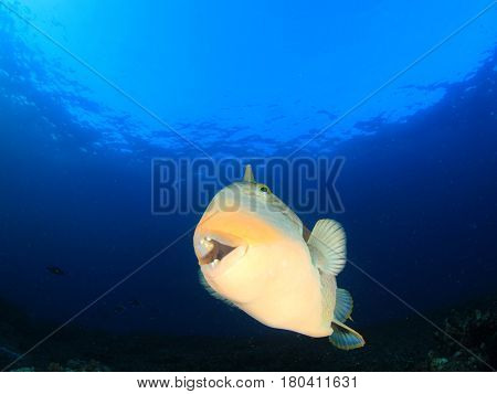 Yellowmargin Triggerfish underwater fish 
