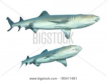 Whitetip Reef Sharks isolated on white background