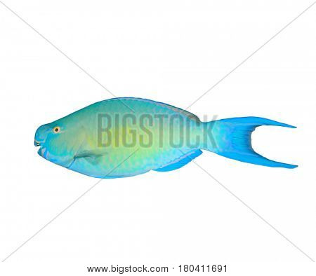 Parrotfish fish isolated on white background
