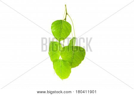 Green leaves(Pho leaf bo leafbothi leaf)isolated on white background