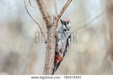 Middle Spotted Woodpecker ( Leiopicus medius) sits on a tree trunk