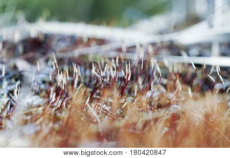 As Tortula Moss Background Of Snow