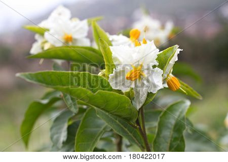 Solanum white flower macro. Blooming potato. Natural background