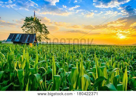 Beautiful morning sunrise over the corn field