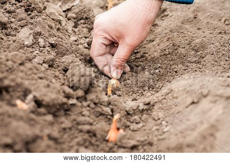 Planting onions in the ground. During the spring works