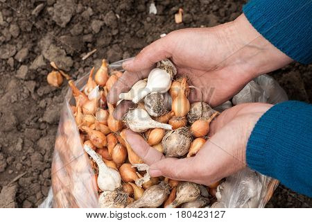Planting onions in the ground. During the spring works