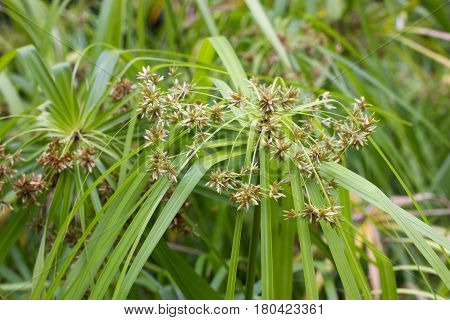 Blooming tsiperus Cyperus L. . Macro photo. Leave and blossoming