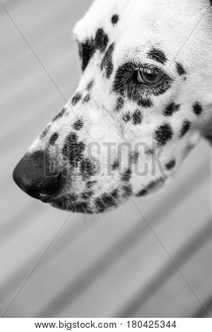 Head Of A Dalmatian Dog