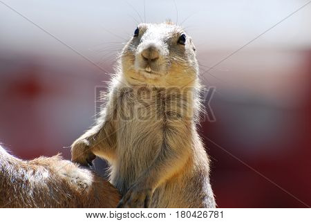 Really cute prairie dog with buck teeth.