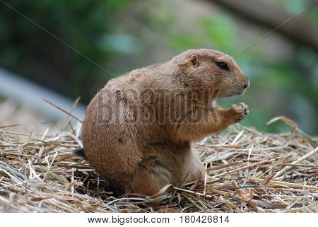 Boxing prairie dog with his paws up ready to brawl.