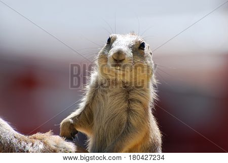 Buck teeth on a cute prairie dog.