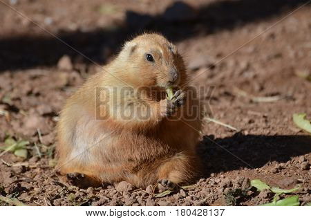 A very chubby prairie dog eating some greens.