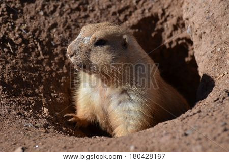 Really cute prairie dog climbing up out of a hole.