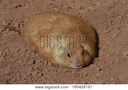 Adorable fat prairie dog resting in a shallow dirt hole.